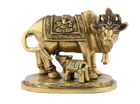Cow -Vasu Premium